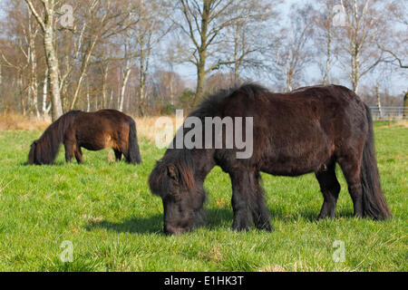 Mini Shetland Pony, Schleswig-Holstein, Germany Stock Photo - Alamy