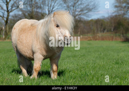 Mini Shetland Pony, Schleswig-Holstein, Germany Stock Photo