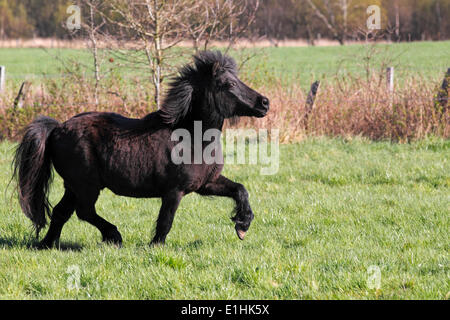 Shetland Pony, Schleswig-Holstein, Germany Stock Photo - Alamy