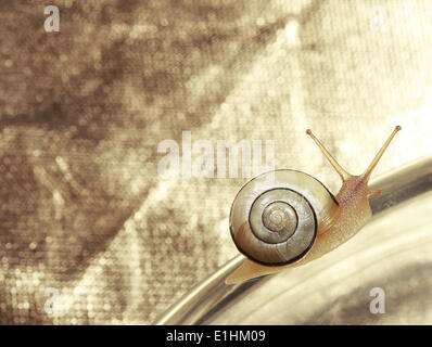 Common Garden Banded Snail Crawling on Metallic Background