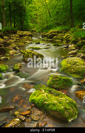 A river through lush forest in the Ardennes, Belgium. Stock Photo