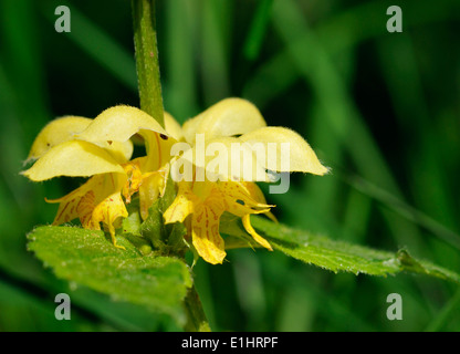 Yellow Archangel - Lamiastrum galeobdolon Closeup of flower Stock Photo