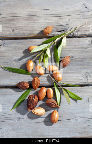 Argan nuts and leaves from Argan tree, Argania spinosa Stock Photo