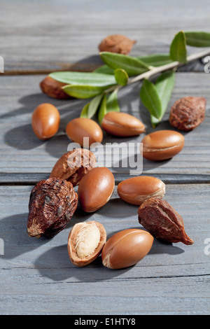 Argan nuts and leaves from Argan tree, Argania spinosa Stock Photo