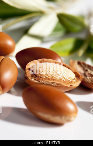 Argan nuts and leaves from Argan tree, Argania spinosa Stock Photo