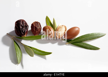 Argan nuts and leaves from Argan tree, Argania spinosa Stock Photo