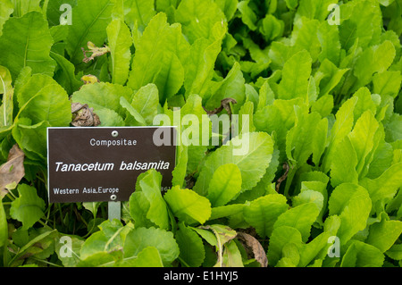Tanacetum balsamita vulgaris Stock Photo
