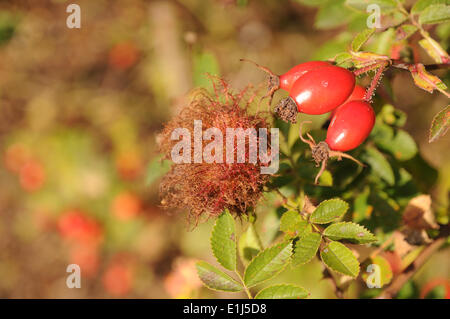 Rose gall wasp Stock Photo