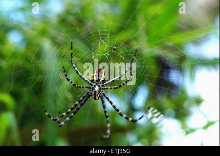 Spider Nephila Maculata, a species of golden orb-web spider, in a web, Pune, Maharashtra, India Stock Photo