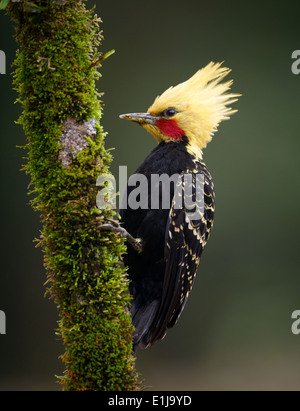 A male Blond-crested Woodpecker (Celeus flavescens), from the Atlantic Rainforest. Stock Photo