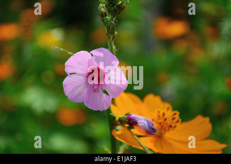 Close up of Roselle (Hibiscus sabdariffa) flower, Pune, Maharashtra, India Stock Photo