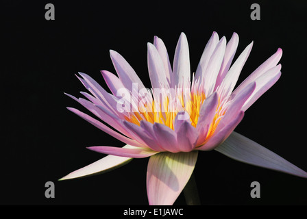 Pink colored water lily, Nymphaea, Nymphaeaceae, Nymphaeales, Magnoliopsida, Pune, Maharashtra, India Stock Photo