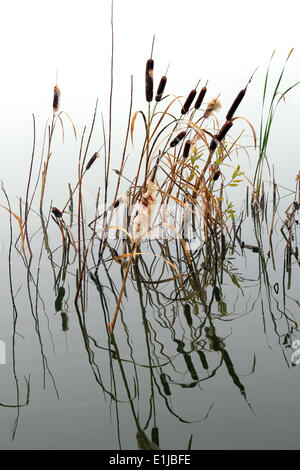 stems of reeds reflected in water Stock Photo