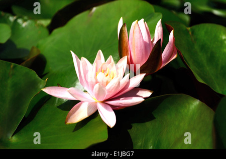 Pink colored water lily, Nymphaea, Nymphaeaceae, Nymphaeales, Magnoliopsida,Pune, Maharashtra, India Stock Photo
