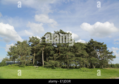 ashdown forest kings standing known trees group sussex england east alamy