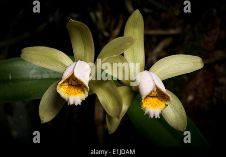 Cattleya forbesii, native orchid from the Atlantic Rainforest Stock Photo