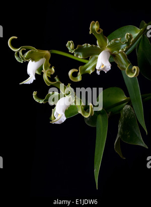A native Vanilla edwallii orchid from the Atlantic Rainforest Stock Photo