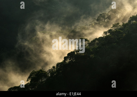 Cloud forest in the early morning Stock Photo