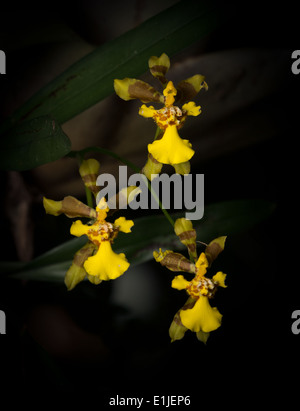 Wild orchid (Oncidium longipes) from the Atlantic Rainforest Stock Photo