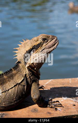 Australia, Queensland, Mount Tamborine. Male Australian water dragon (Intellagama lesueurii. Stock Photo