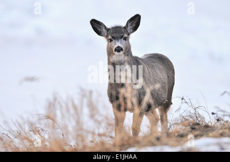 A portrait image of a young mule deer in his winter habitat Stock Photo