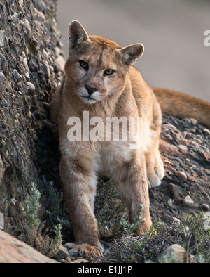 Wild puma from Chile Stock Photo