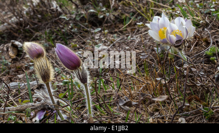 Pulsatilla montana and Pulsatilla vernalis. Anemone montana e Anemone di primavera. Mountain flowers. Trentino, Italian Alps. Stock Photo