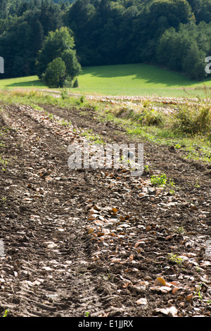 Harvested pumpkin field in austria Stock Photo