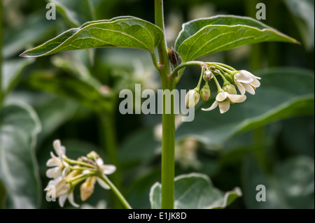 Swallow-wort (Vincetoxicum hirundinaria / Vincetoxicum album / Cynanchum vincetoxicum / Vincetoxicum officinale) in flower Stock Photo