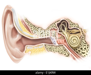 External auditory canal of human ear (with labels Stock Photo - Alamy