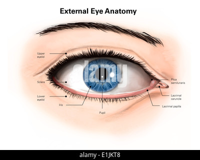 external eye anatomy