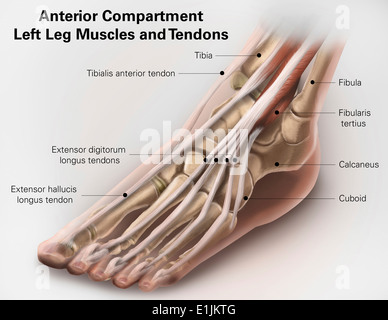Anterior compartment anatomy of left leg muscles and tendons. Stock Photo