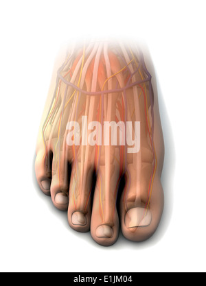 Dorsal anatomy of the human foot. Stock Photo