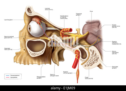 Anatomical pathways of innervation to the lacrimal gland. Stock Photo