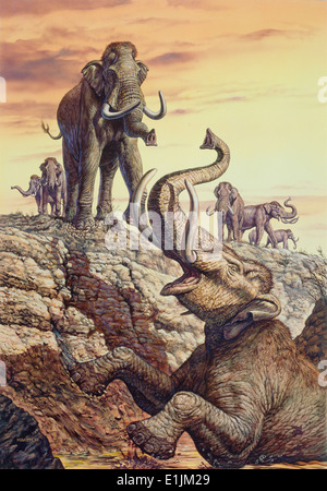 Columbian Mammoth (Mammuthus columbi) trapped in a sinkhole, Pleistocene Epoch (Ice Age) of North America. Stock Photo