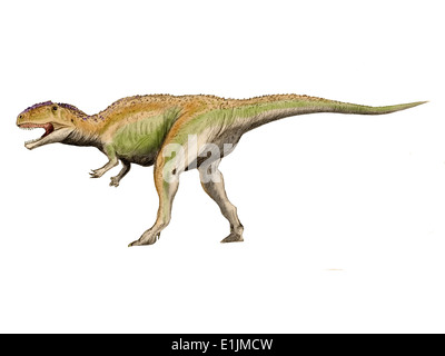 Giganotosaurus carolinii, side view Stock Photo - Alamy