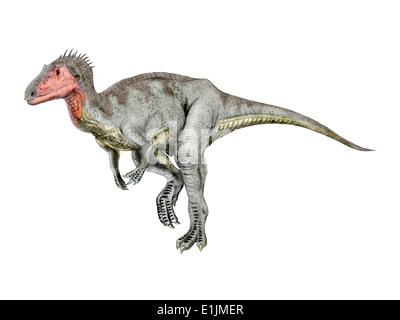 Neovenator salerii, a prehistoric era dinosaur from the Early ...