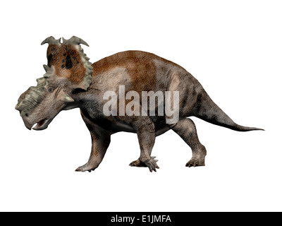 Pachyrhinosaurus dinosaur, white background.
