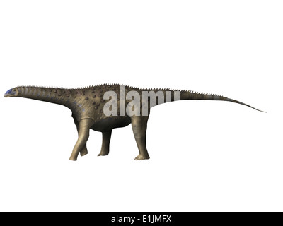 Saltasaurus dinosaur, white background. Stock Photo