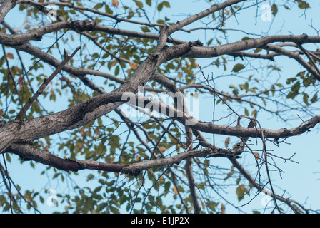 Tree branches in Autumn Stock Photo