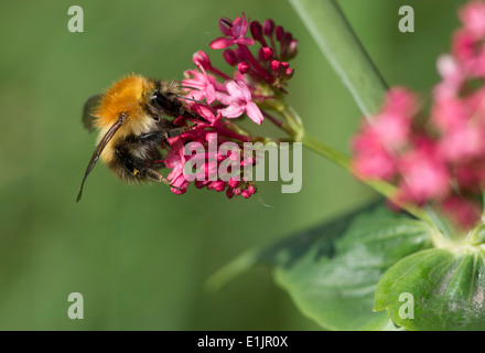 Bumblebee feeding on a red flower bush in the dunes near Beadnell, England, UK