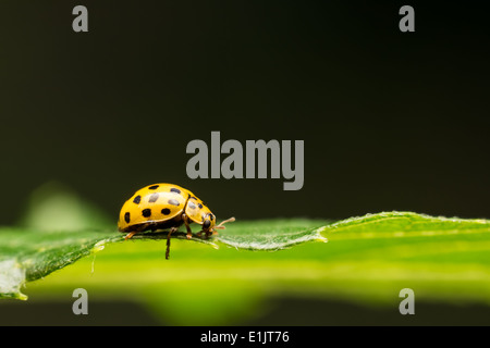 Yellow Ladybug Macro On Green Leaf Close Up Stock Photo
