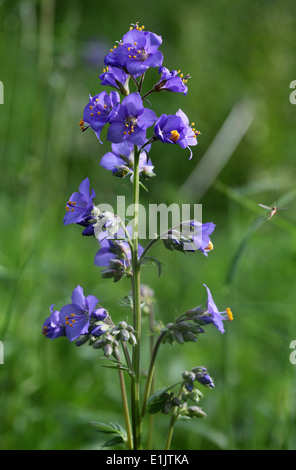 Rare wild Jacobs Ladder plant growing at Lathkill Dale in the Peak District National Park Stock Photo