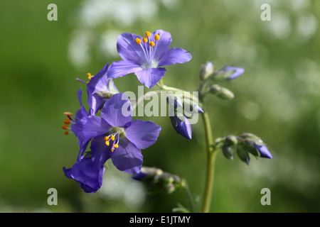 Rare wild Jacobs Ladder plants growing at Lathkill Dale in the Peak District National Park Stock Photo