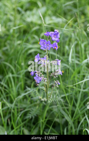 Rare wild Jacobs Ladder plants growing at Lathkill Dale in the Peak District National Park Stock Photo