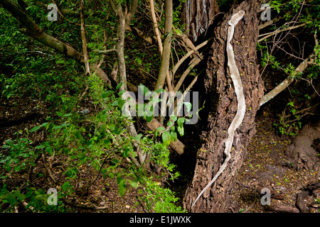 Shed Snake Skin - Camp Lula Sams - Brownsville, Texas USA Stock Photo