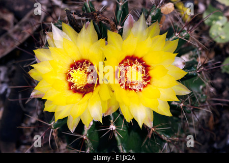 Yellow Coryphantha Cactus Flower - Camp Lula Sams - Brownsville, Texas USA Stock Photo