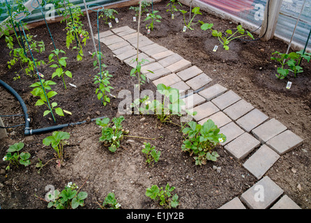 Freshly planted vegetable garden Stock Photo