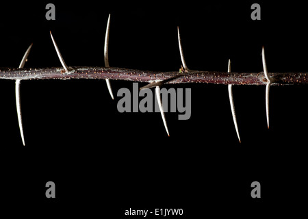 Thorns Still Life - Camp Lula Sams - Brownsville, Texas USA Stock Photo