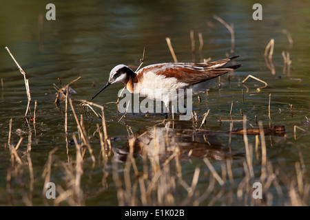 Wilson's phalarope (Phalaropus tricolor) - Camp Lula Sams - Brownsville, Texas USA Stock Photo